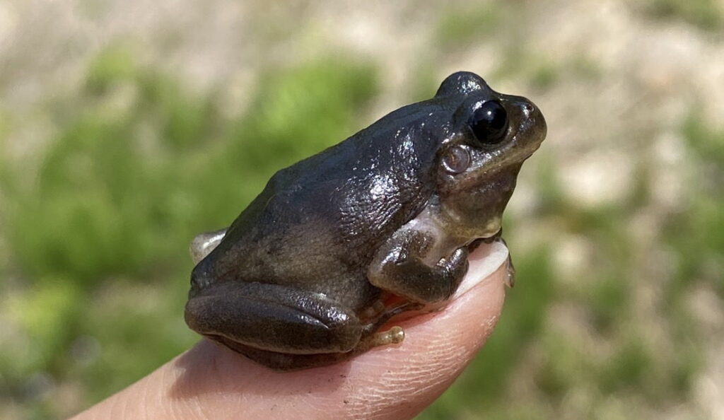 黒いニホンアマガエル