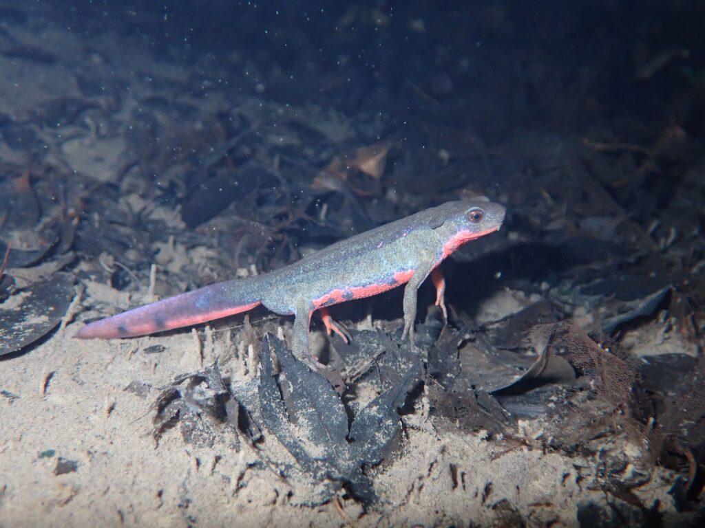 アカハライモリ