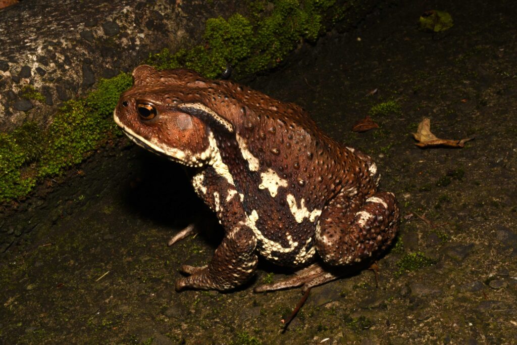 ニホンヒキガエル