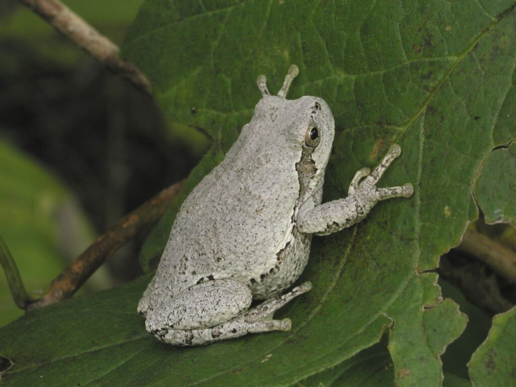 ニホンアマガエル