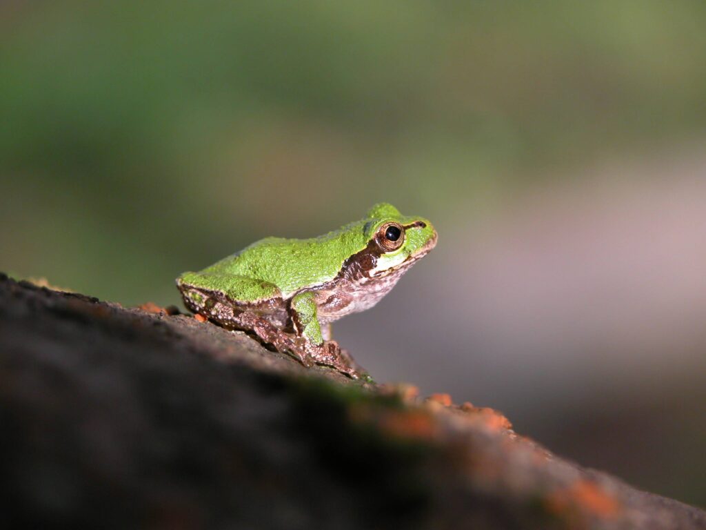 ニホンアマガエル