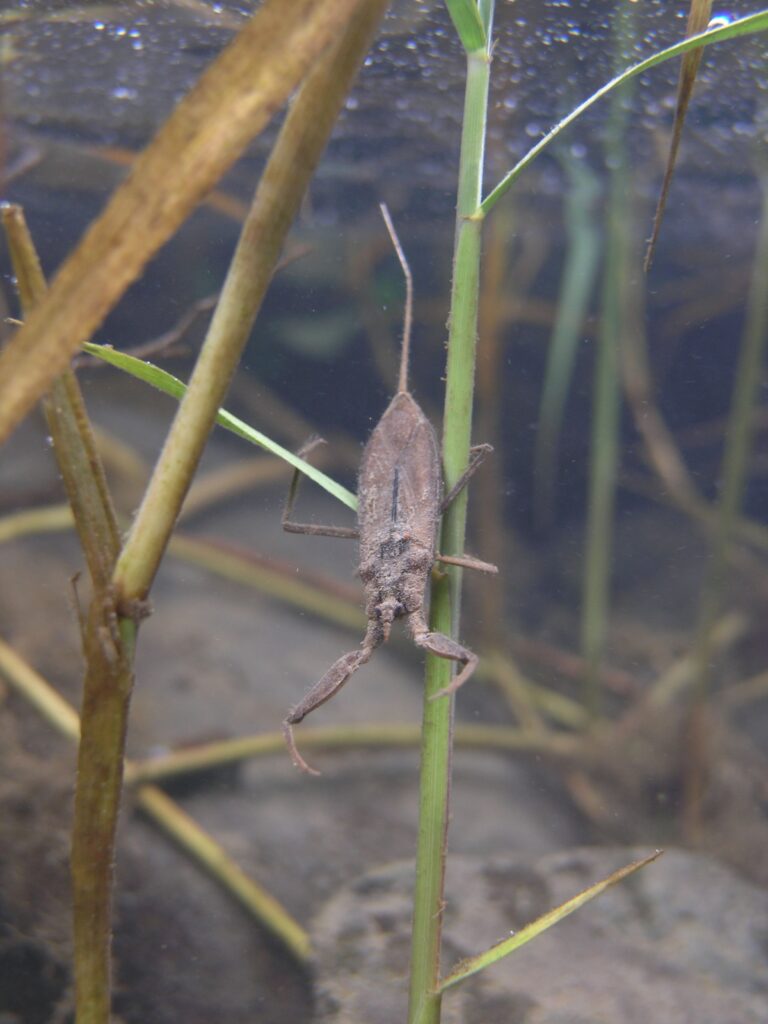 タイコウチ