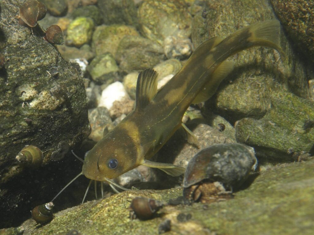 アリアケギバチ
