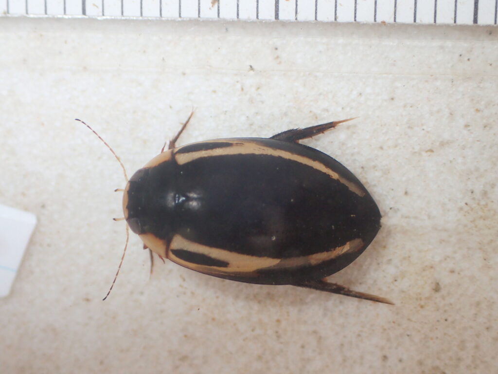 オキナワスジゲンゴロウ