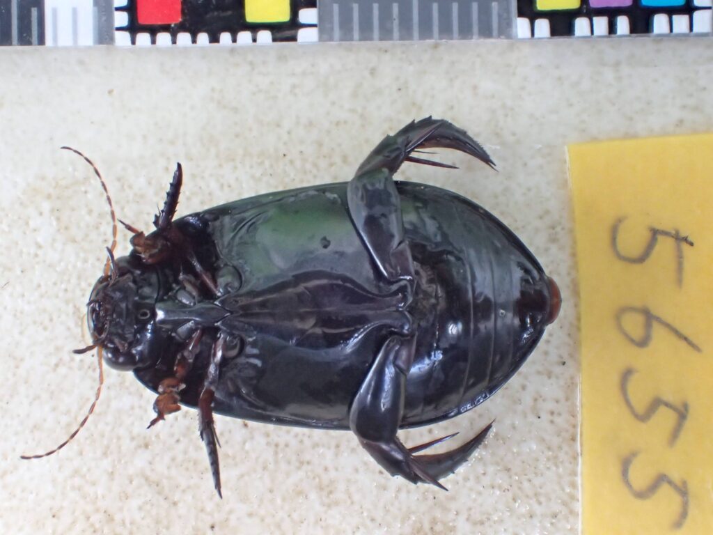 クロゲンゴロウ