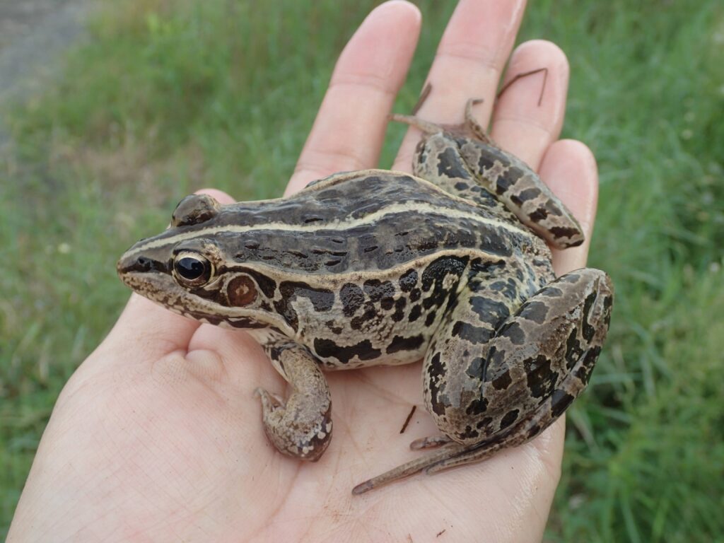 トノサマガエル