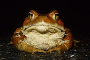 ニホンヒキガエル