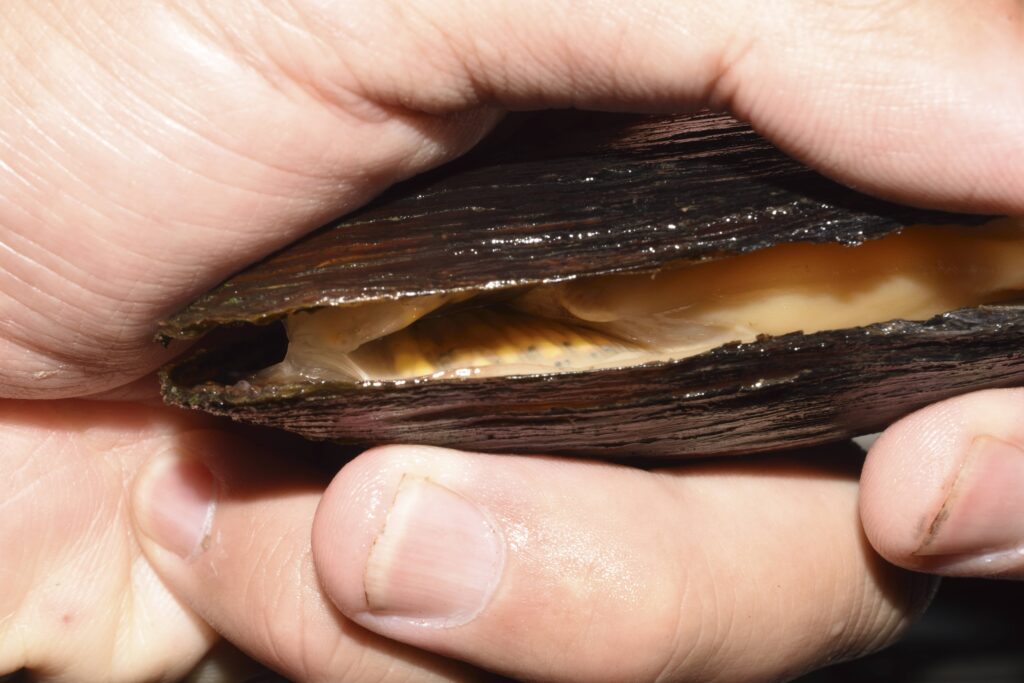 カタハガイに産み付けられたタナゴ類の稚魚
