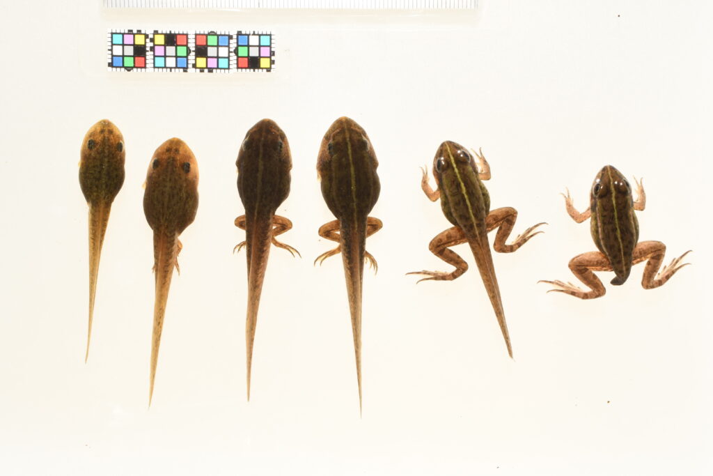 トノサマガエル
