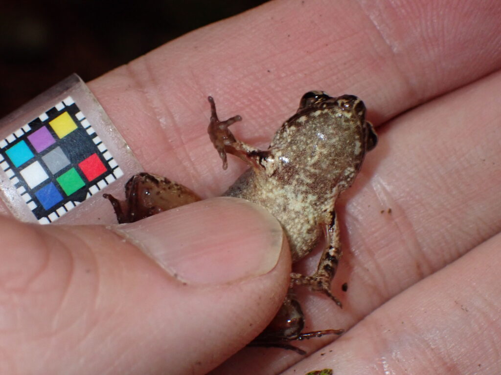 タゴガエル