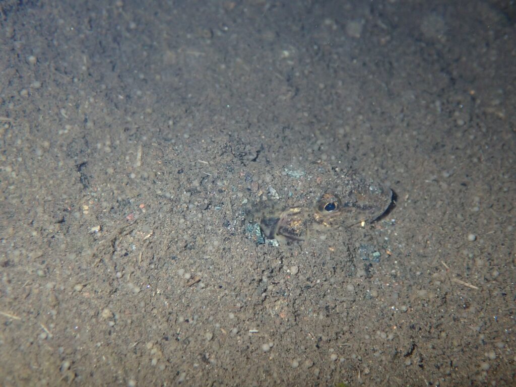 カマツカ