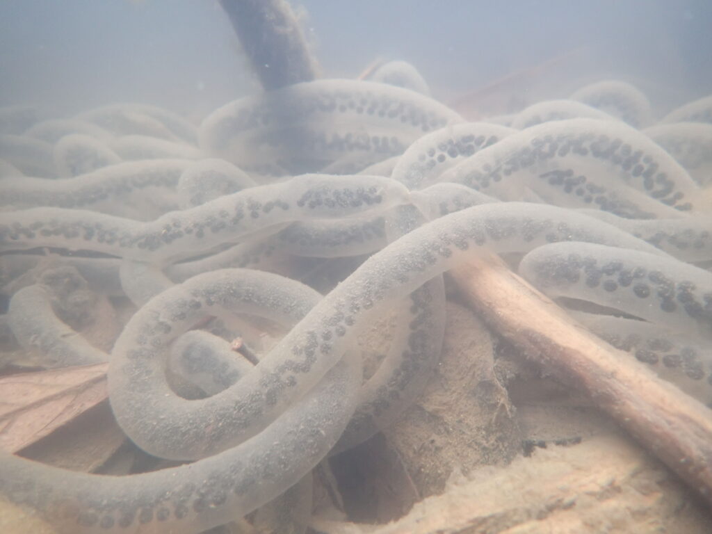 ニホンヒキガエルの卵嚢