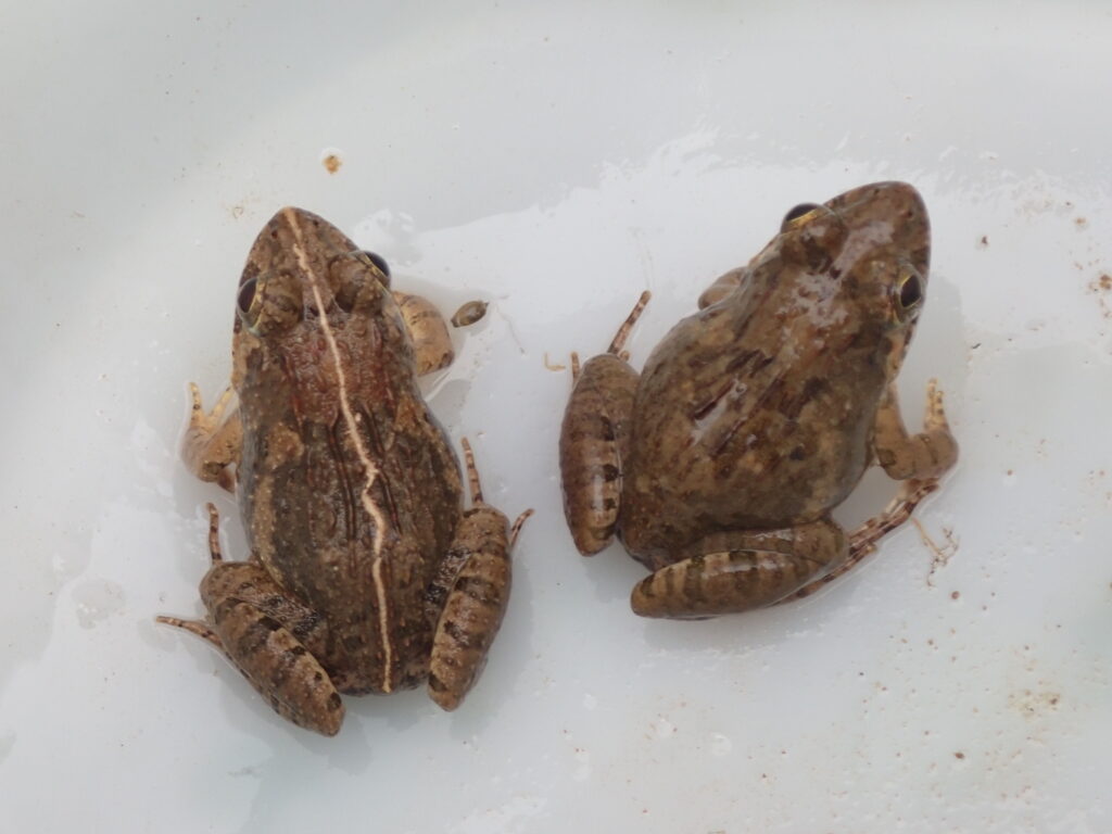 ヌマガエル