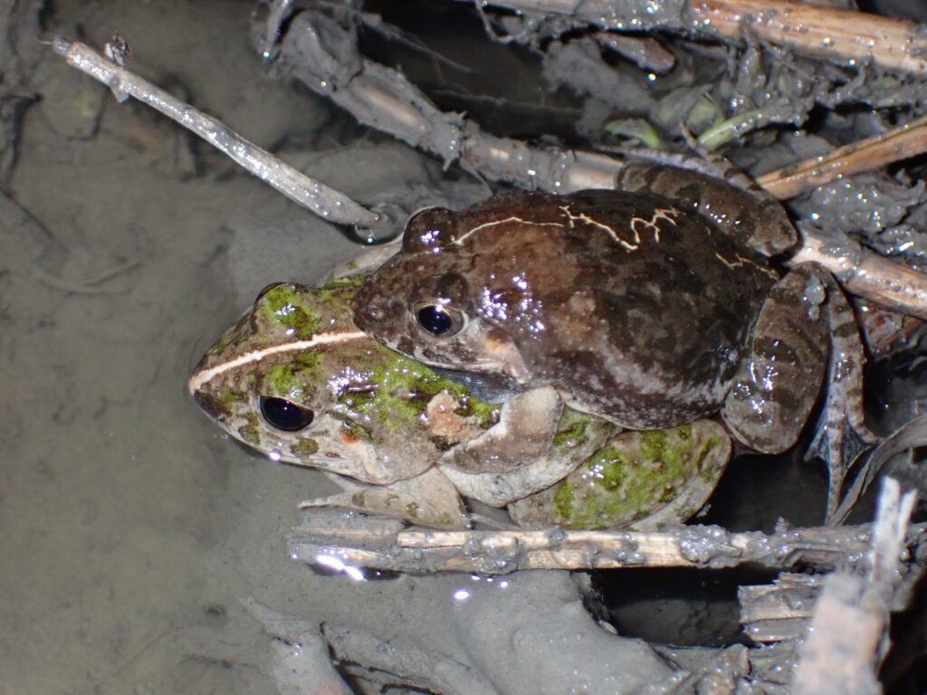 ヌマガエル