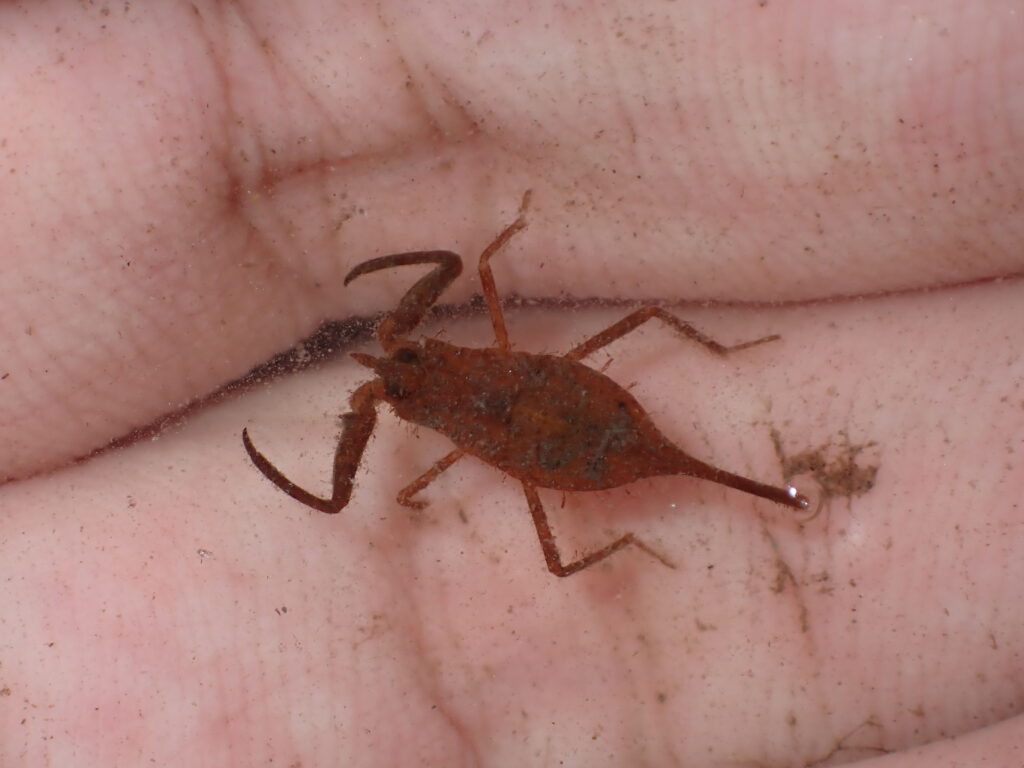 タイコウチ幼虫