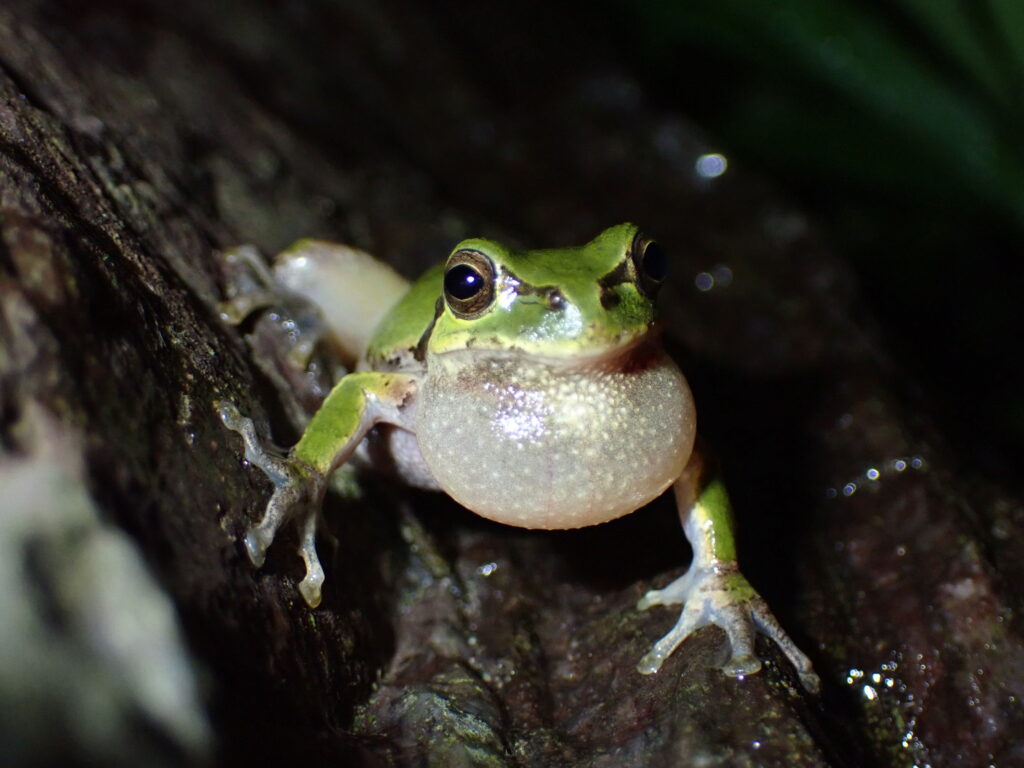 ニホンアマガエル