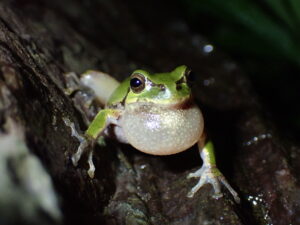 ニホンアマガエル