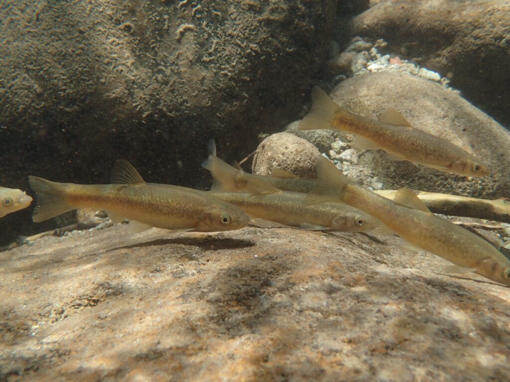 タカハヤ