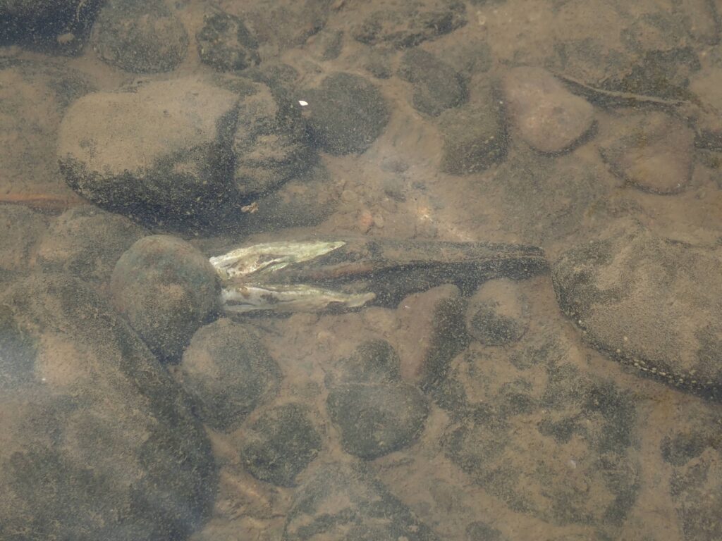 キュウシュウササノハガイ