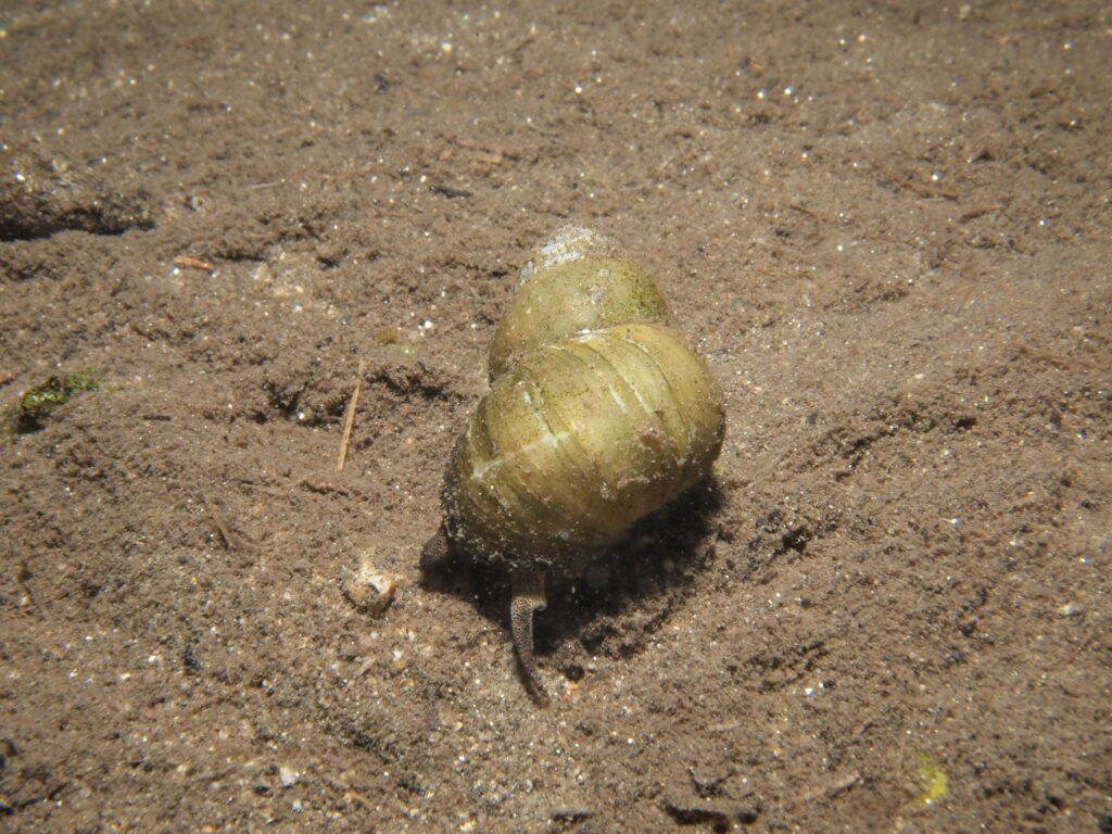 ヒメタニシ