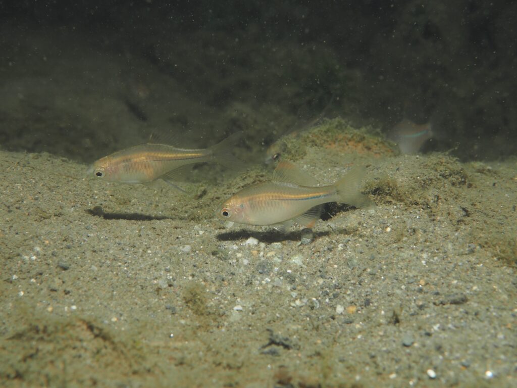 カゼトゲタナゴ