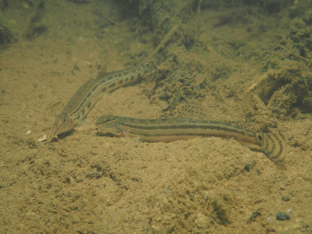 アリアケスジシマドジョウのペア
