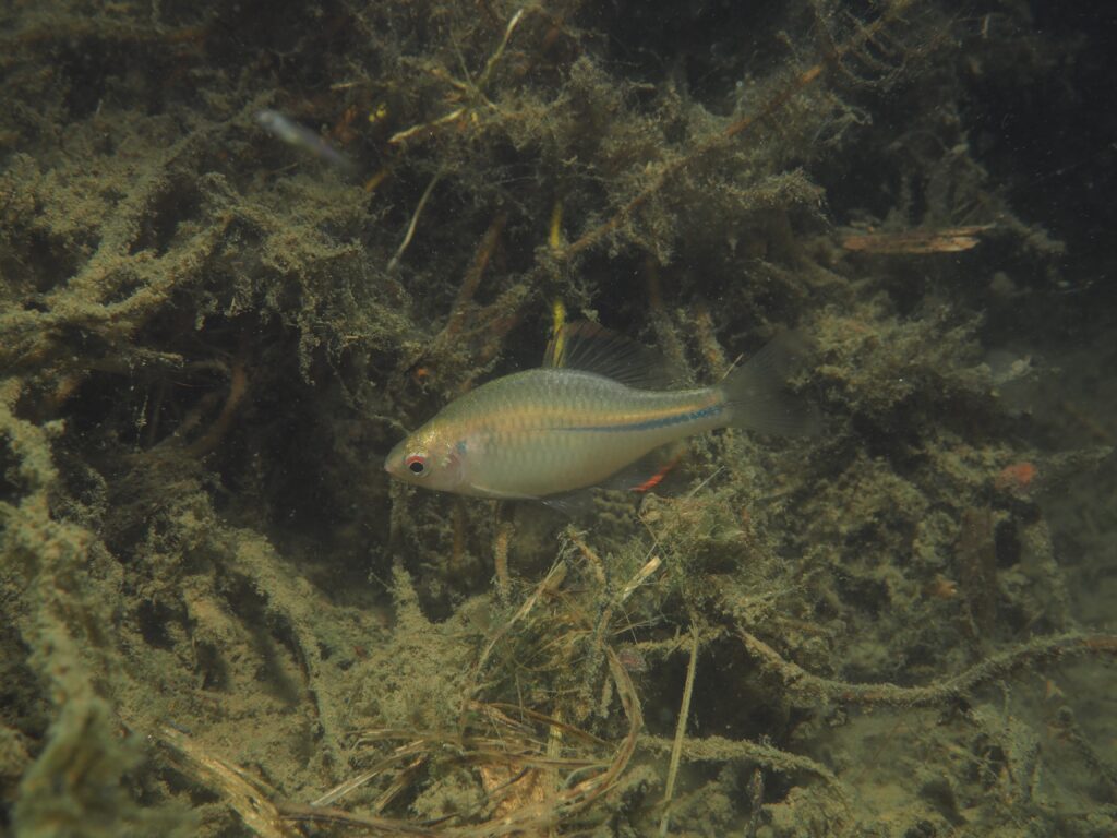 カゼトゲタナゴ