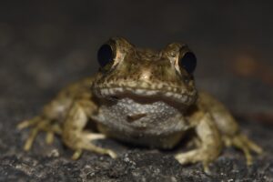 ツチガエル