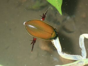 コガタノゲンゴロウ