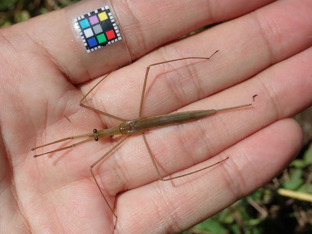 ミズカマキリ幼虫