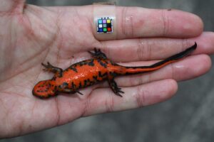 アカハライモリ