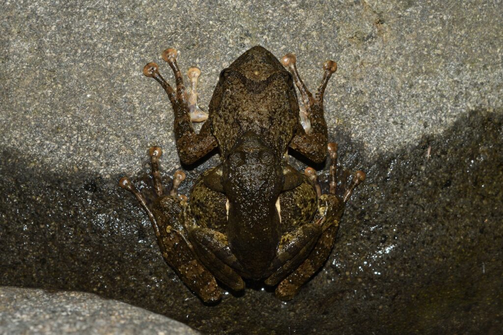 カジカガエルの雌雄