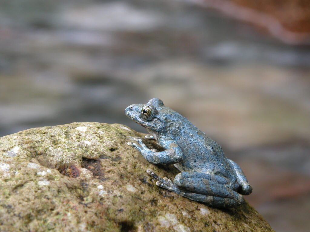 青味を帯びたカジカガエルのオス