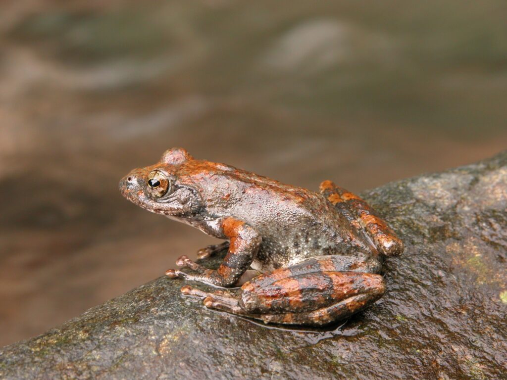 赤味を帯びたカジカガエルのオス