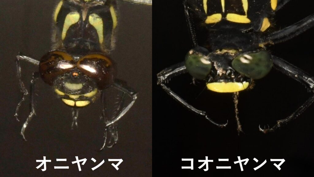 オニヤンマとコオニヤンマの違い