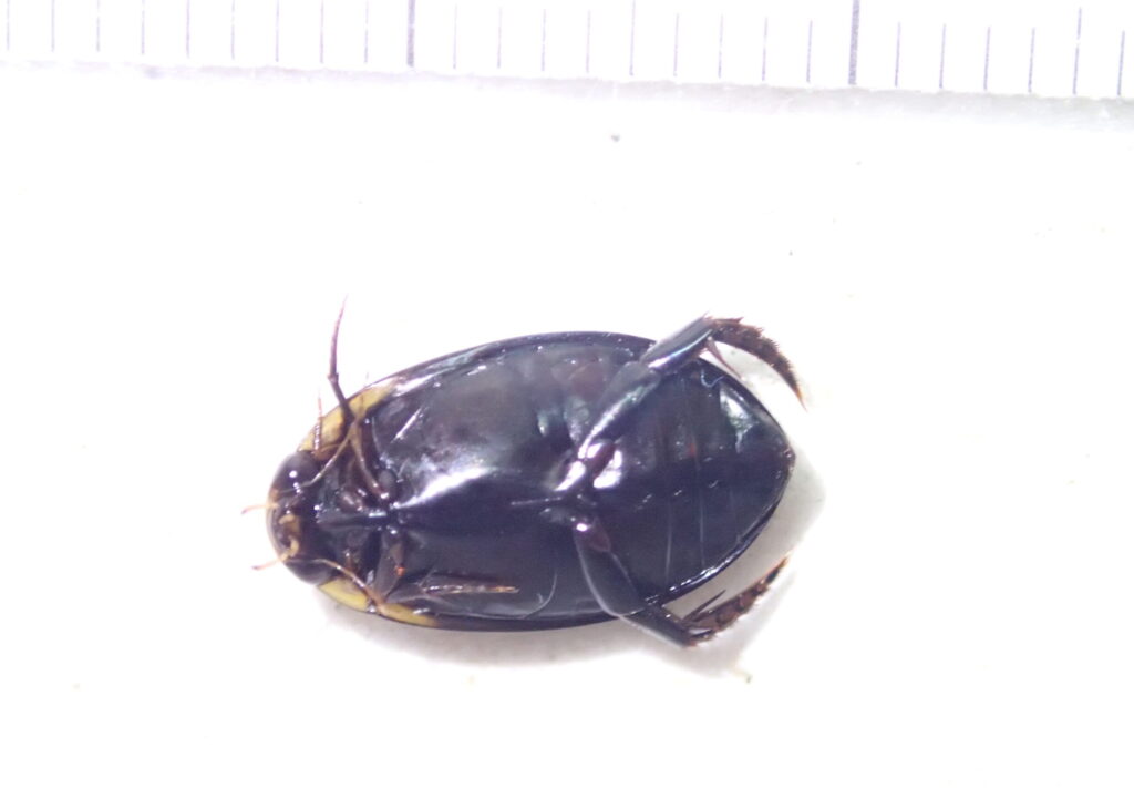 スジゲンゴロウ