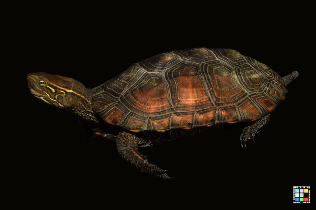 ニホンイシガメとクサガメの雑種「ウンキュウ」