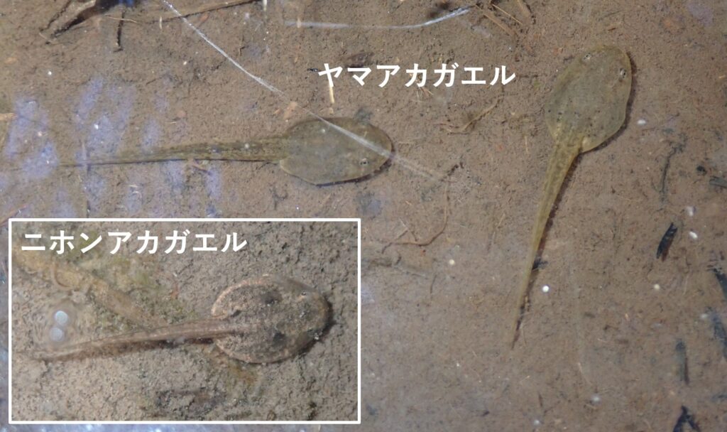 ヤマアカガエルとニホンアカガエルのオタマジャクシの違い