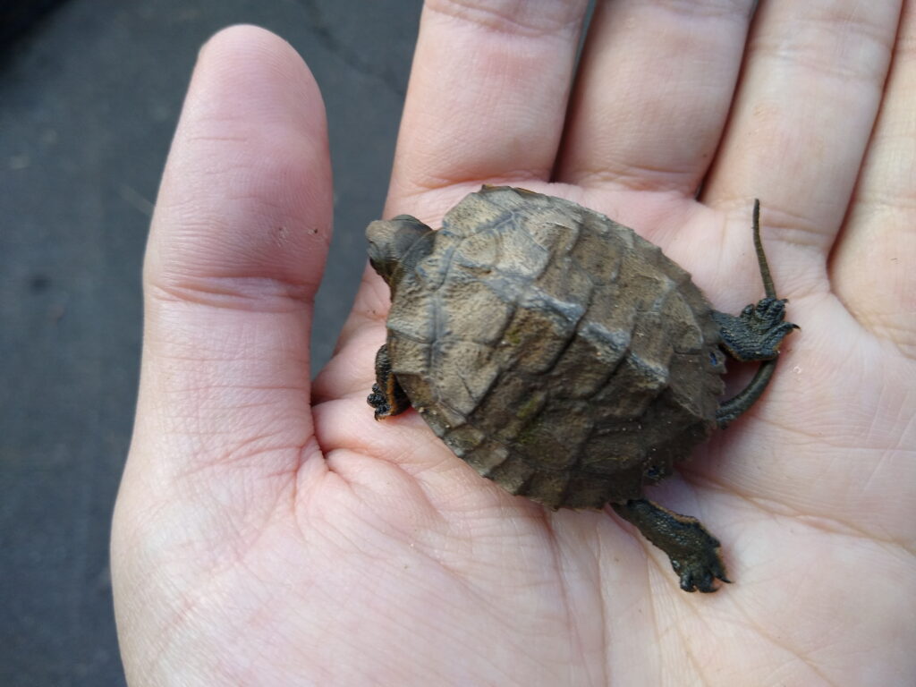 ニホンイシガメの幼亀