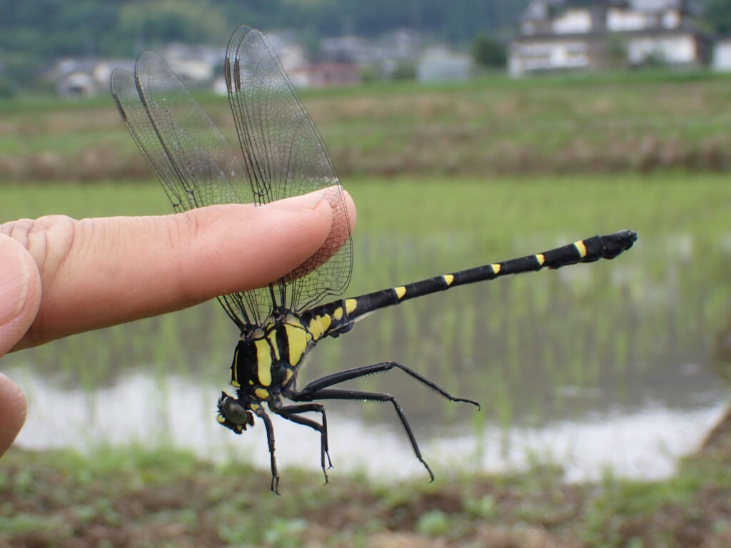コオニヤンマ