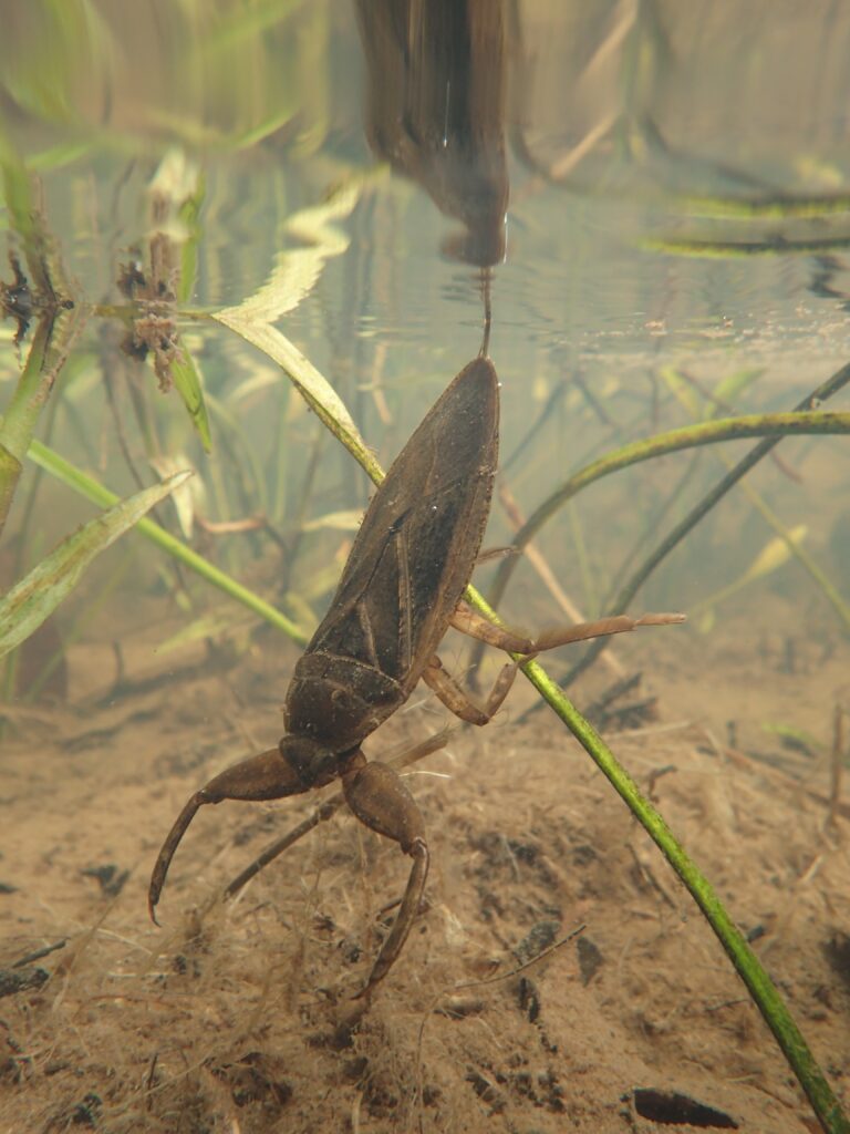 タガメ