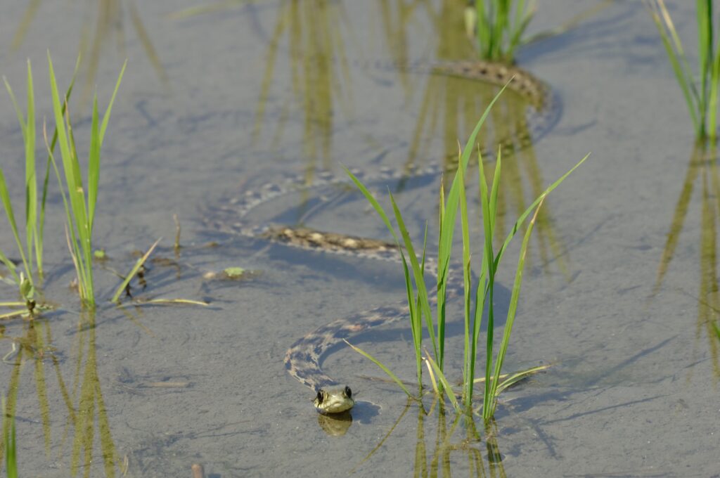 田面を泳ぐヤマカガシ