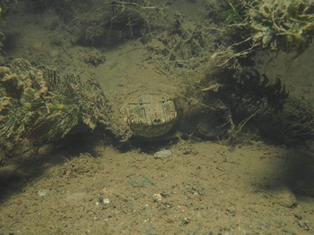 水中に潜むスッポン